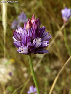 Schalotte (Allium ascalonicum): Herkunft und Verwendung — Foto 2