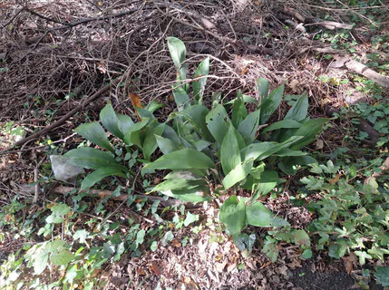 Schusterpalme (Aspidistra elatior): Herkunft und Verwendung — foto 2