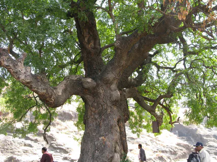 Niembaum (Azadirachta indica): Herkunft und Verwendung — foto 2