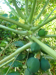 Papaya (Carica papaya): Herkunft und Verwendung — Foto 3