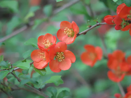 풀명자나무 (Chaenomeles japonica): 기원과 용도 — 사진 2