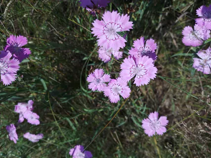 Dianthus chinensis — photo 3