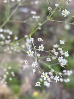 Rispiges Gipskraut (Gypsophila paniculata): Herkunft und Verwendung — Foto 2