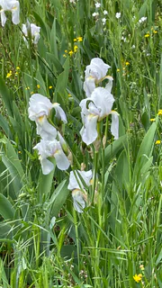 Iris florentina: pôvod a využitie — fotografia 3