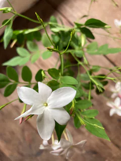 Jasminum officinale — photo 2