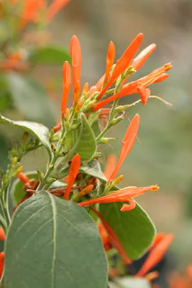 Justicia spicigera: Herkunft und Verwendung — Foto 2