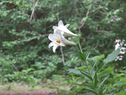 Lilium longiflorum: pôvod a využitie — fotografia 2