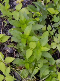 Pfefferminze (Mentha × piperita): Herkunft und Verwendung — Foto 2