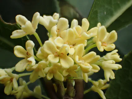 Süße Duftblüte (Osmanthus fragrans): Herkunft und Verwendung — Foto 3