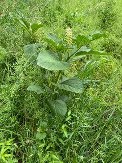자리공 (Phytolacca acinosa): 기원과 용도 — 사진 3