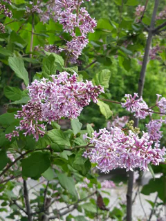 Orgován perzský (Syringa persica): pôvod a využitie — fotografia 2