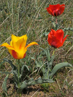 Tulipa greigii: pôvod a využitie — fotografia 2